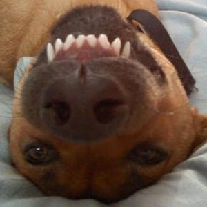 Meet your Posher, Susan